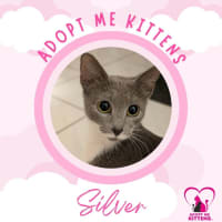 Photo of Silver