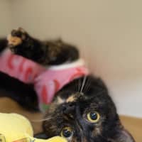 Photo of 🩰 Dapple 6394 🩰