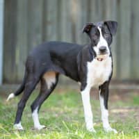 Photo of Prancer