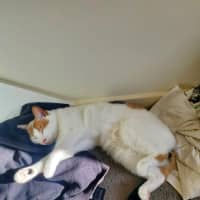 Photo of Hetty   Located In Coburg