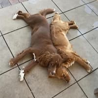 Photo of Gypsy & Molly   4 Year Old Cavoodles