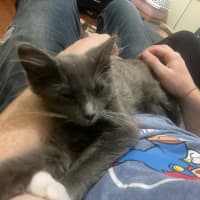 Photo of Llewelyn (Lou)