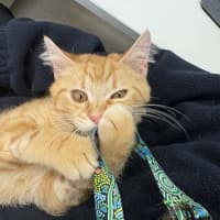 Photo of Biscoff