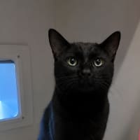 Photo of T Challa