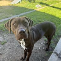 Photo of Luna