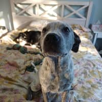 Photo of Diesel 