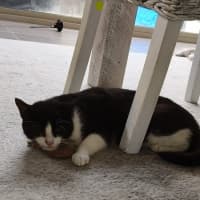 Photo of Lucky