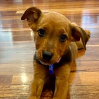 Photo of Betty   9 Week Old Mixed Breed
