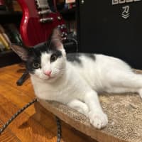 Photo of Violet