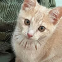Photo of Cheshire