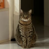 Photo of Tiger