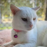 Photo of Pippi