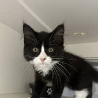 Photo of Dumpling