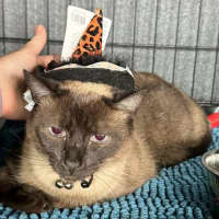 Photo of Nala