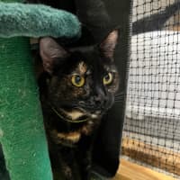 Photo of Yo Yo Mashed Potato + Mew Mew Pa Choo