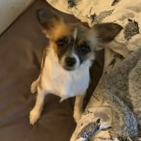 Photo of Polly   4 Year Old Chihuahua