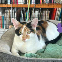 Photo of Sabre