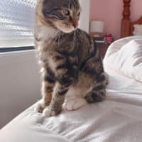 Photo of Lentil