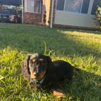 Photo of Arlo   12 Week Old Miniature Dachshund