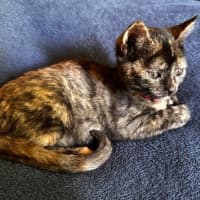 Photo of Daisy