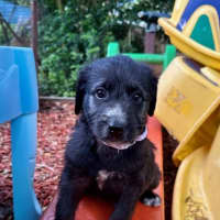 Photo of Alice   9 Week Old Cattle X Poodle (Trial)