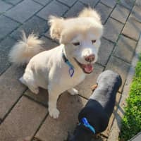 Photo of Ghost & Zeke   9&7 Yo Spitz & Dachshund