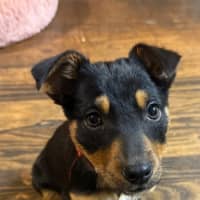 Photo of Teacup