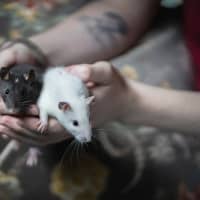 Photo of Seagull And Roach