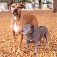 Photo of Lily And Tazi