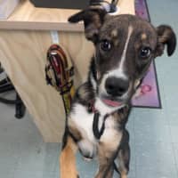 Photo of Pixie 