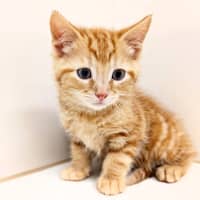 Photo of Pickle