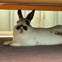 Photo of Marshmallow ~ Netherland Dwarf Bunny Rabbit