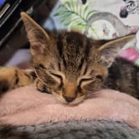 Photo of Willow