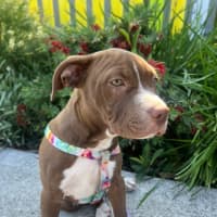 Photo of Yogi Imp 1668