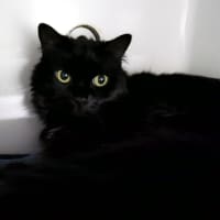 Photo of Charcoal & Zephur