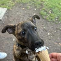 Photo of Scoobie 