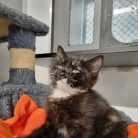 Photo of Star