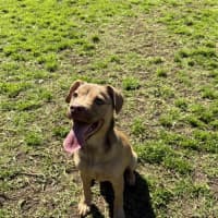Photo of Maple
