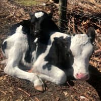 Photo of Billy & Chance