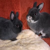 Photo of Fig & Trixie