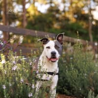 Photo of Sasha   4 Year Old American Staffy
