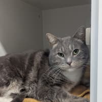 Photo of Stilton 