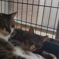 Photo of Muffin And Boofus