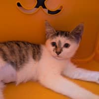 Photo of Birdie