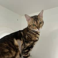 Photo of Tikka Meowsala