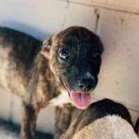 Photo of Chai