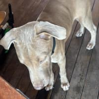 Photo of Brutus