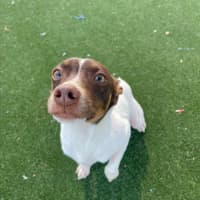 Photo of Nemo Imp 1733