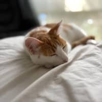 Photo of Nova
