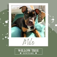 Photo of Milo